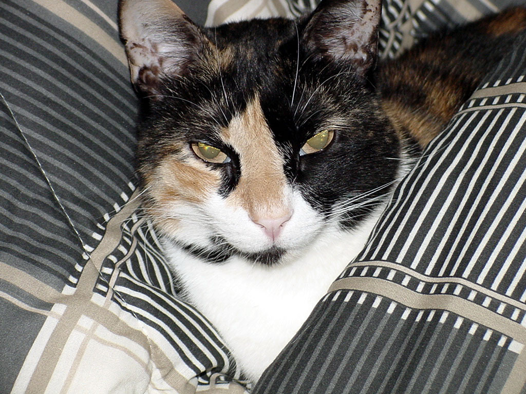 callie3.jpg